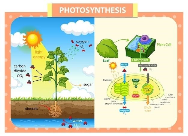 photosynthesis pdf worksheet